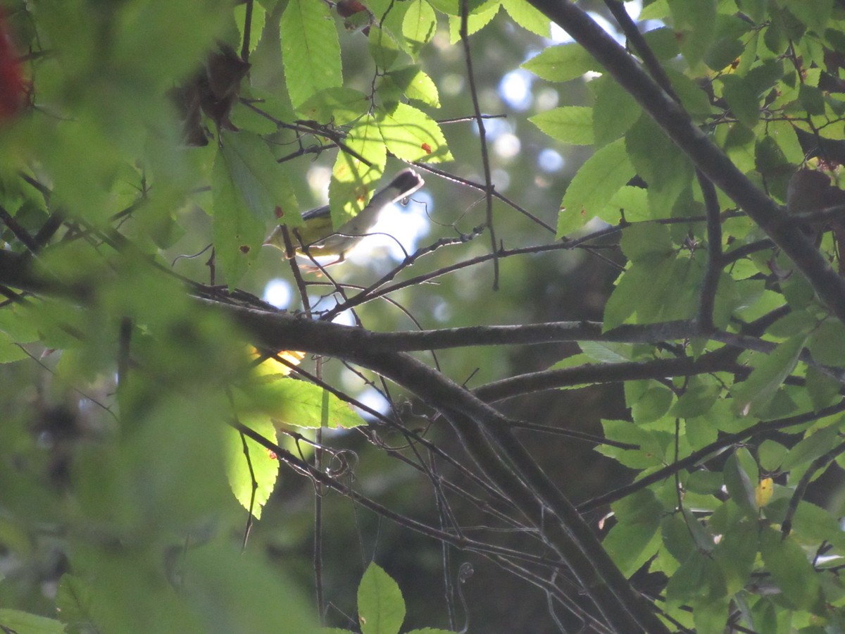 Magnolia Warbler - ML624000433