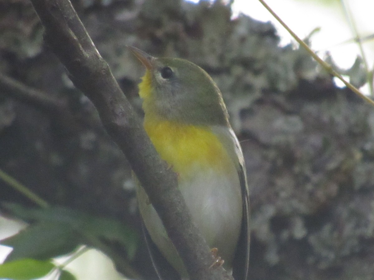 Northern Parula - Caleb Bronsink