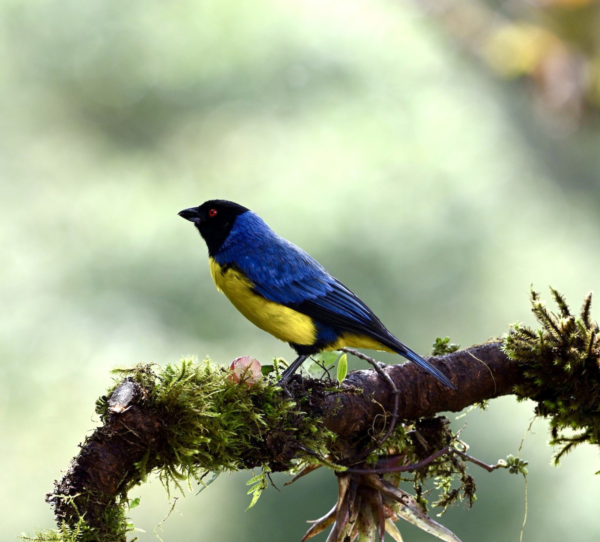 Hooded Mountain Tanager - ML624000437