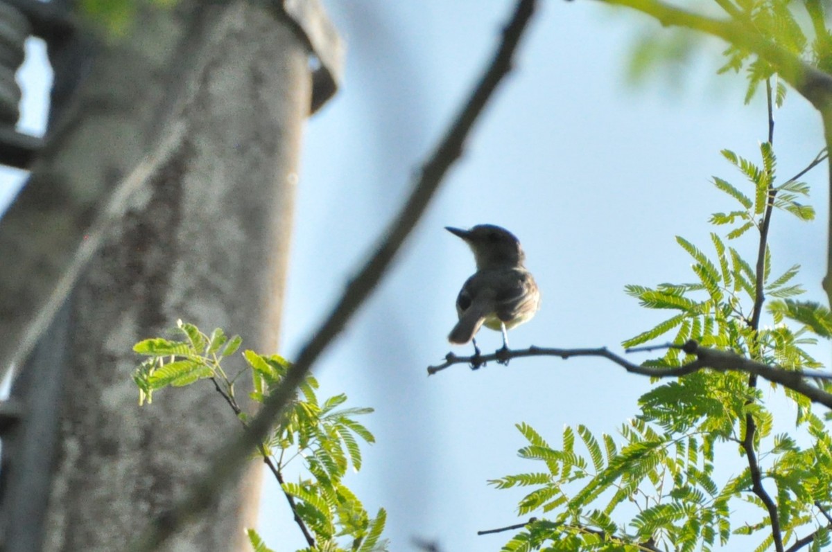 Yucatan Flycatcher - ML624000447