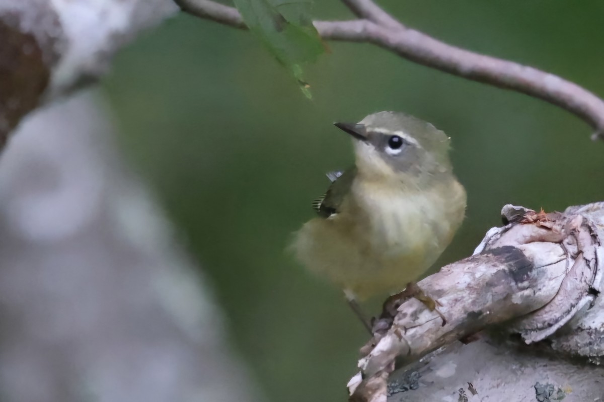 Black-throated Blue Warbler - ML624000460