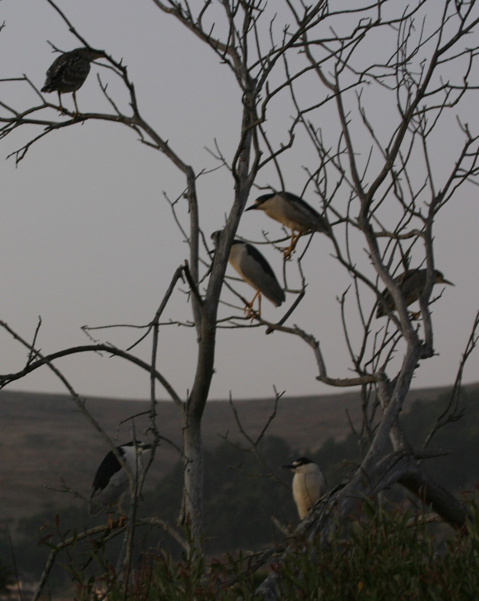 Black-crowned Night Heron - ML624000488