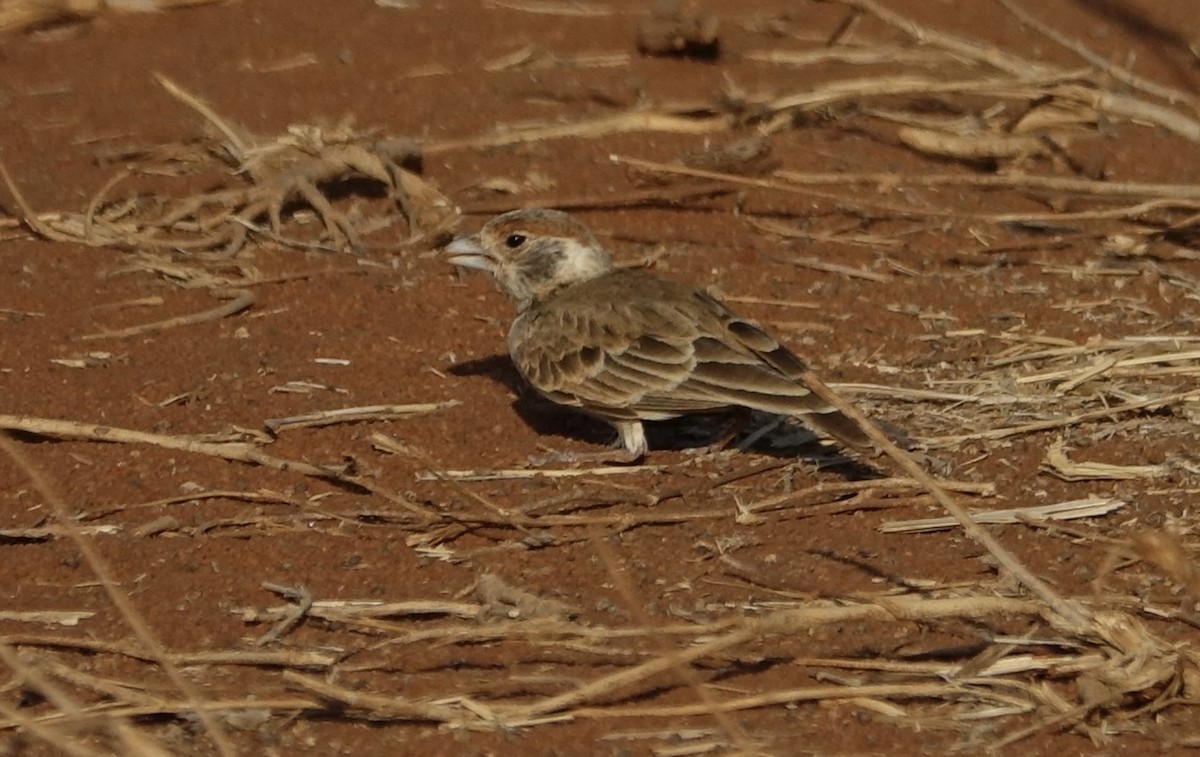 Chestnut-headed Sparrow-Lark - ML624000491