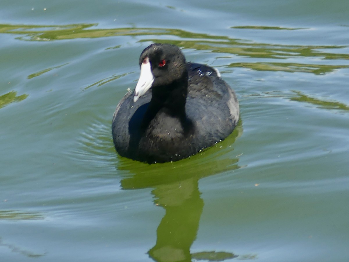 American Coot - ML624000504