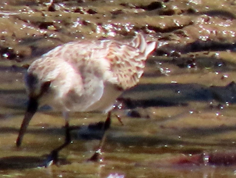 Western Sandpiper - ML624000553