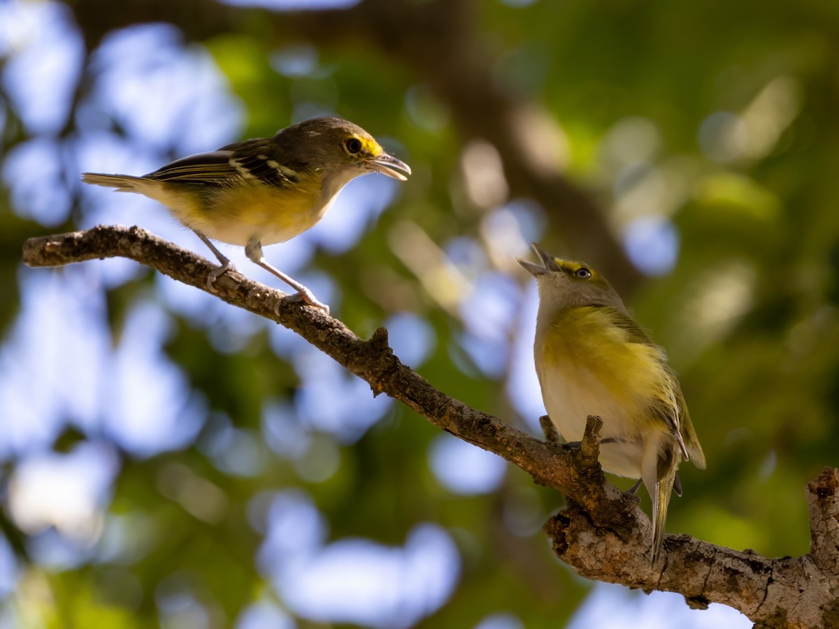 Vireo Ojiblanco - ML624000567