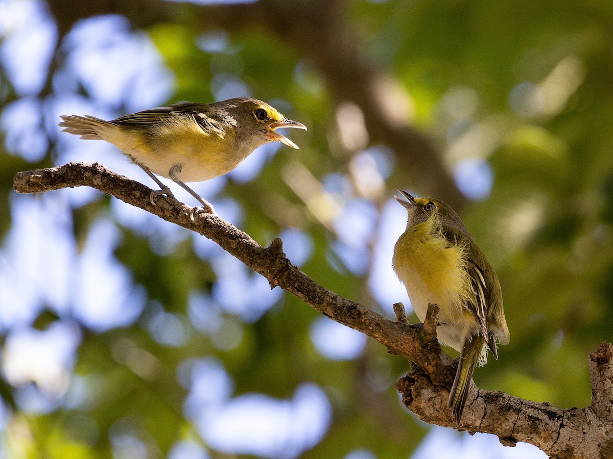 White-eyed Vireo - Gary Desormeaux