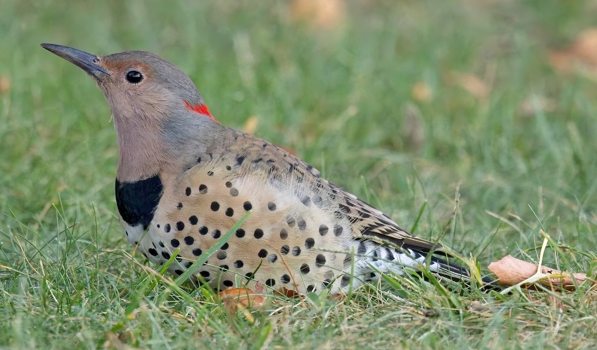 Northern Flicker - Michael Yellin