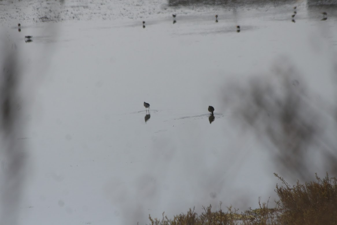 gulbeinsnipe - ML624000570