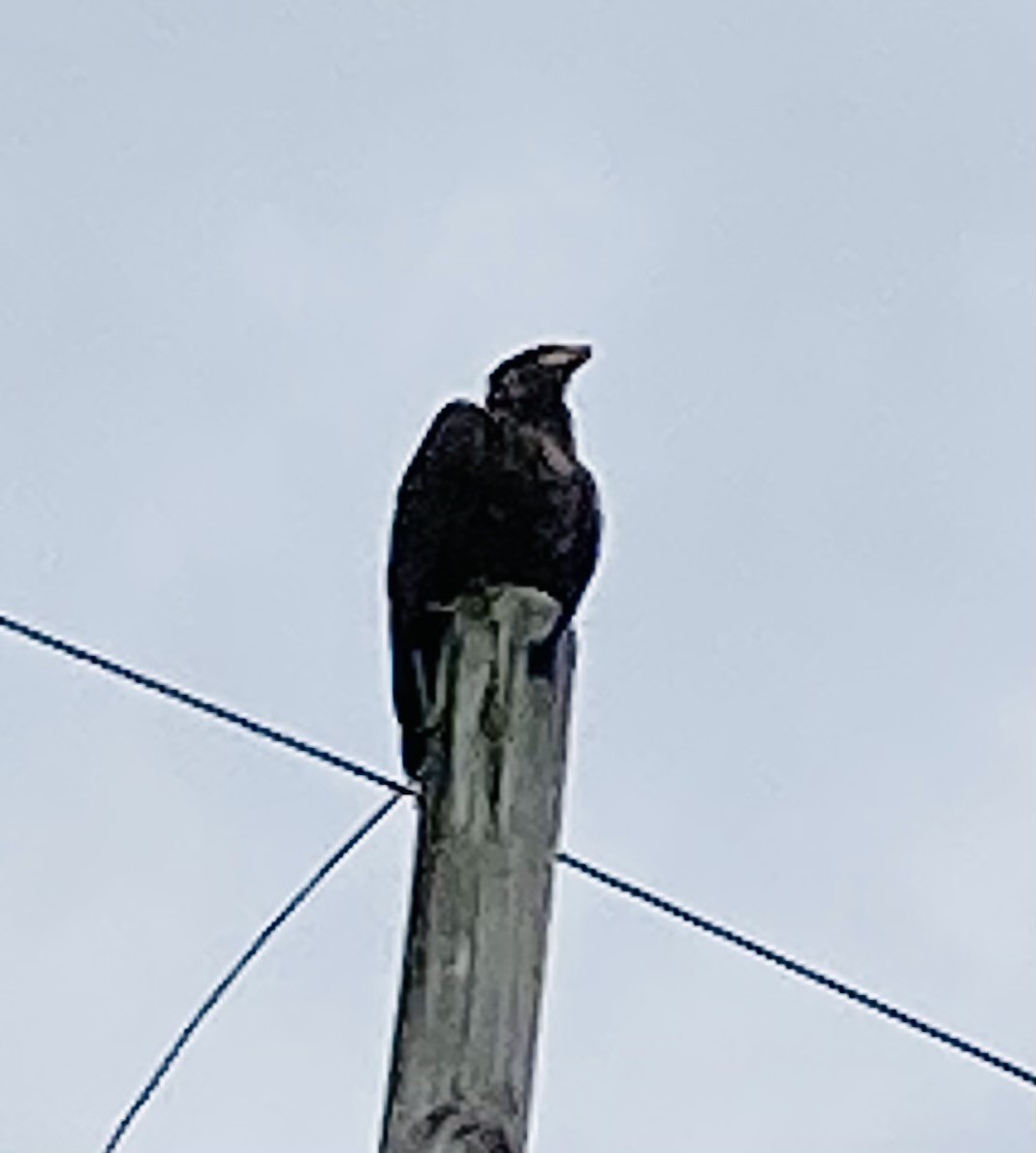 Bald Eagle - ML624000590