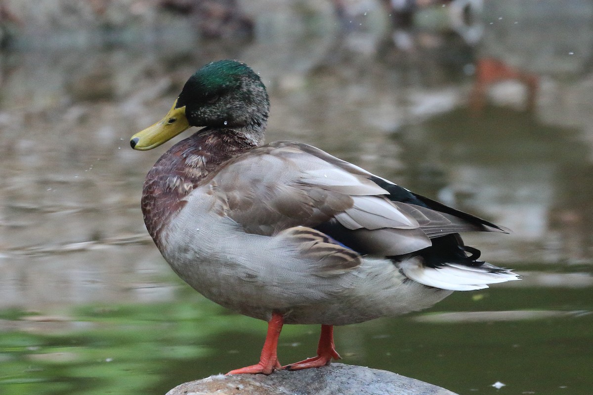 Canard colvert - ML624000594