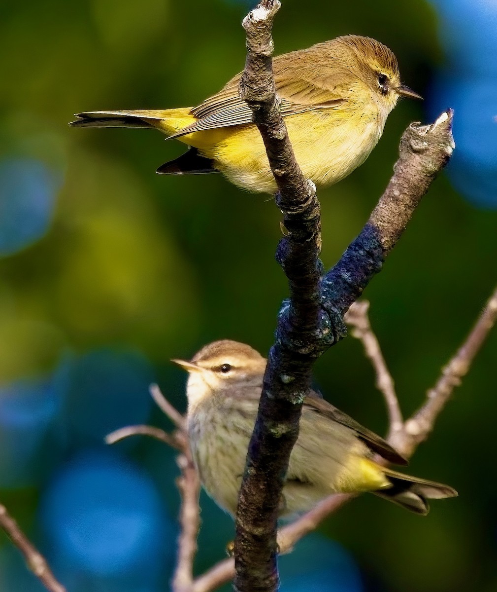 Palm Warbler - Michael Yellin