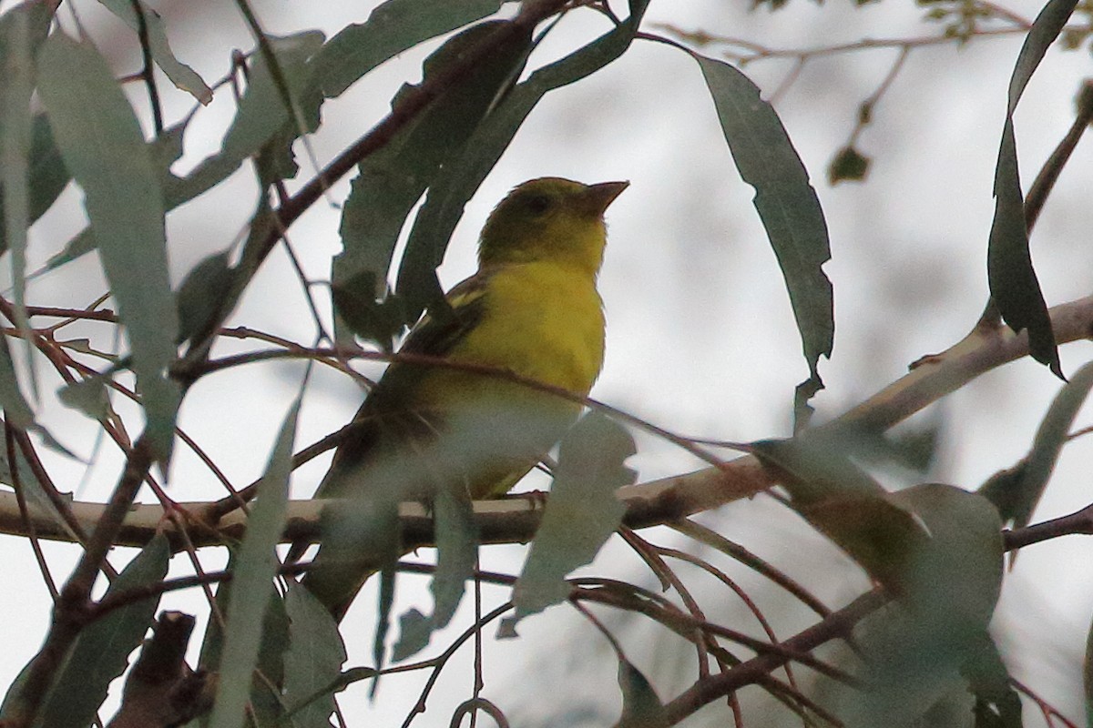 Western Tanager - ML624000606