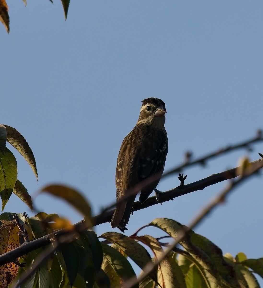 Rose-breasted Grosbeak - ML624000610