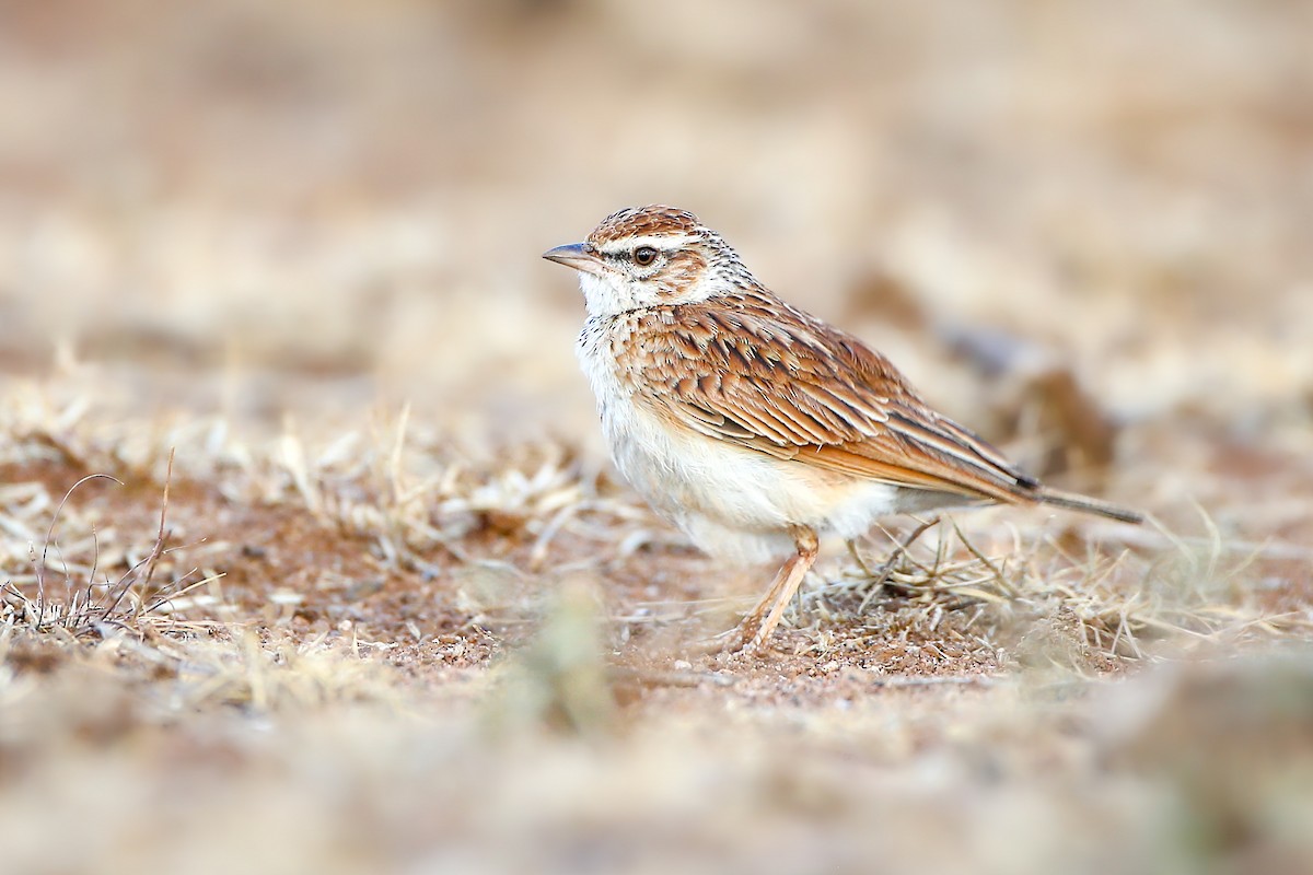 Fawn-colored Lark (Foxy) - ML624000611