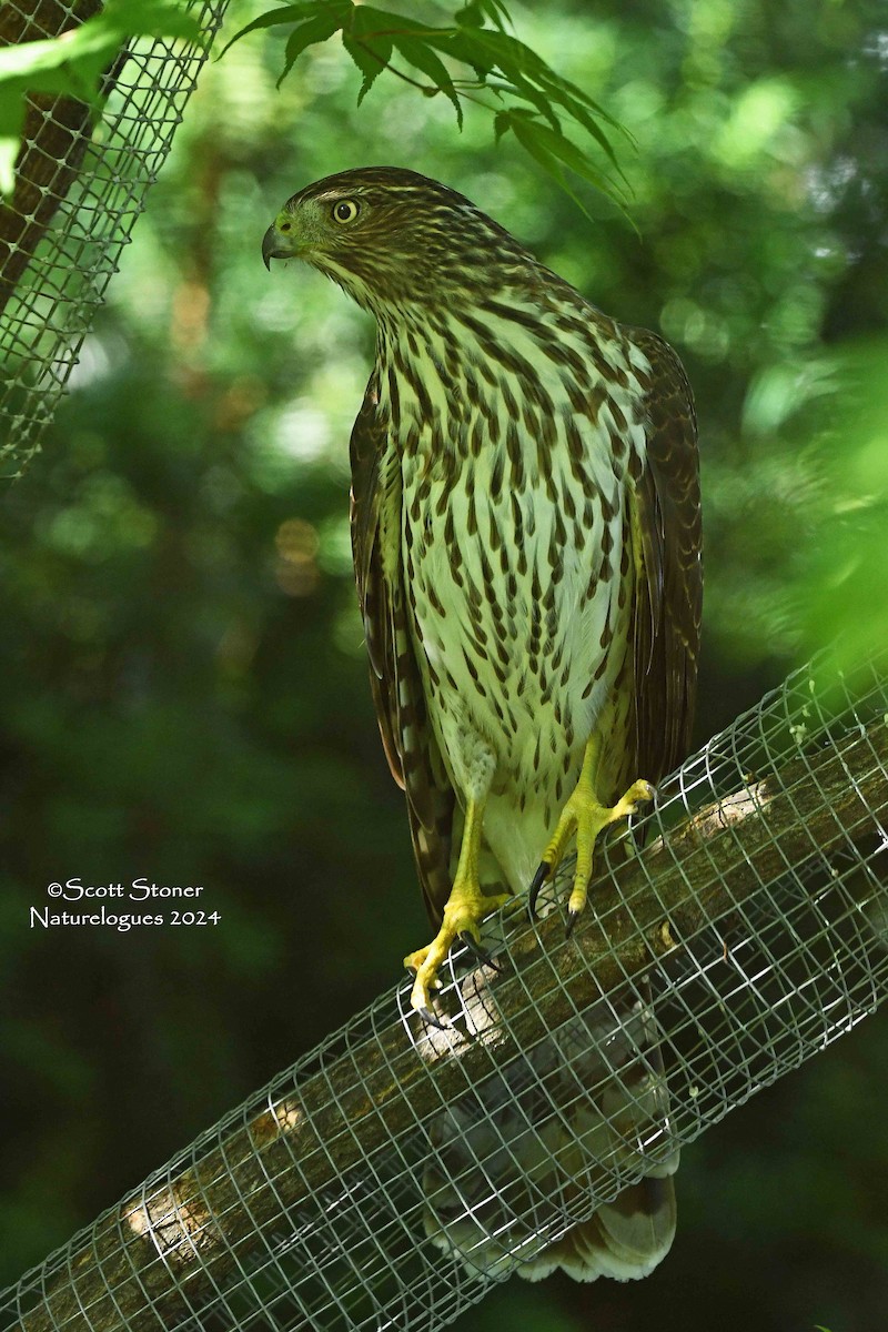 Cooper's Hawk - ML624000616