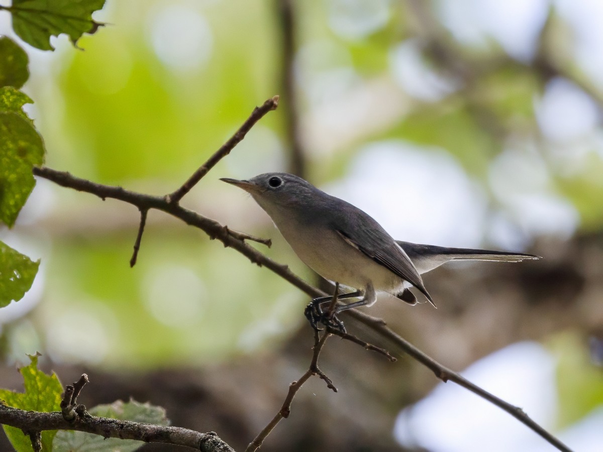 Blue-gray Gnatcatcher - ML624000617