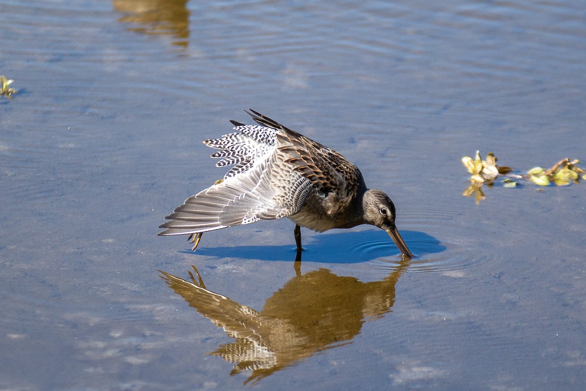 Long-billed Dowitcher - ML624000619