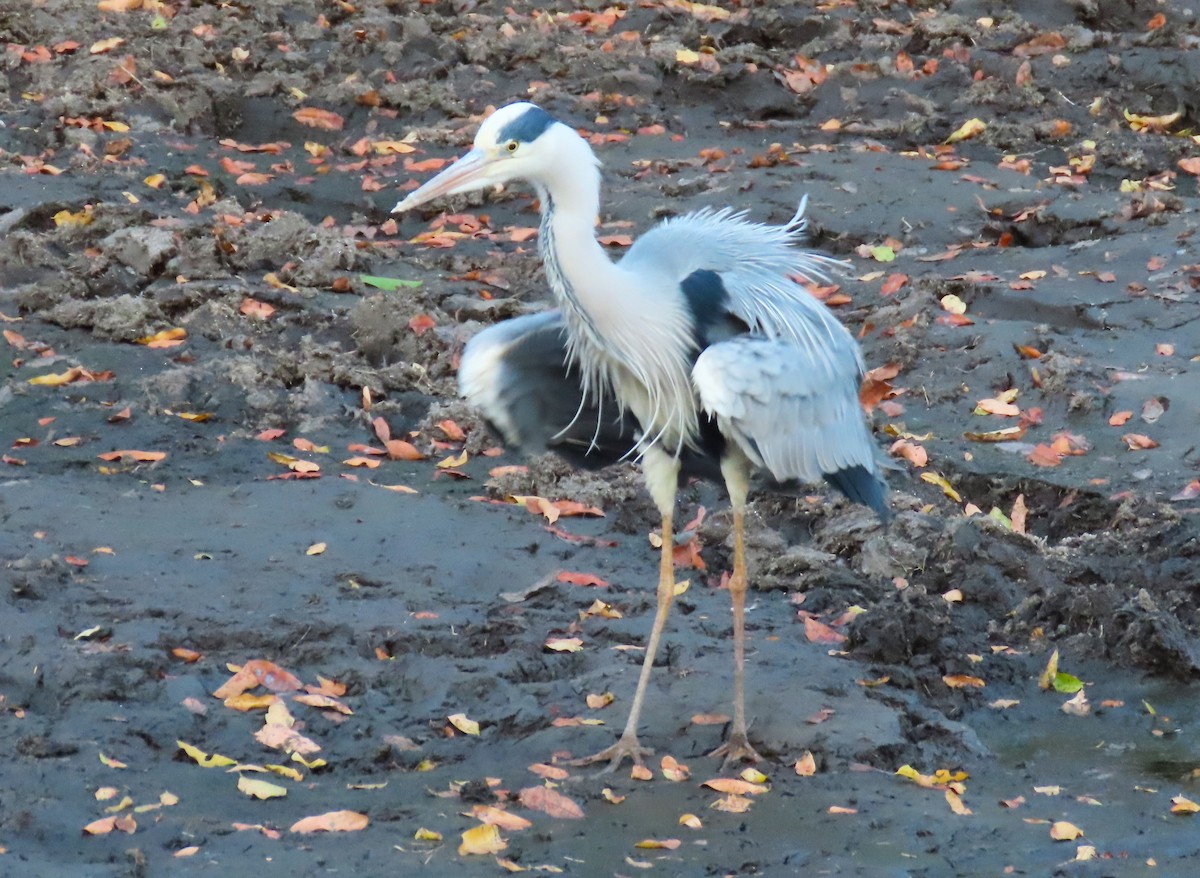 Gray Heron - ML624000624