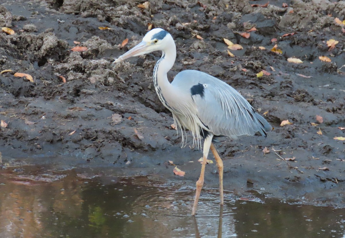 Gray Heron - ML624000625