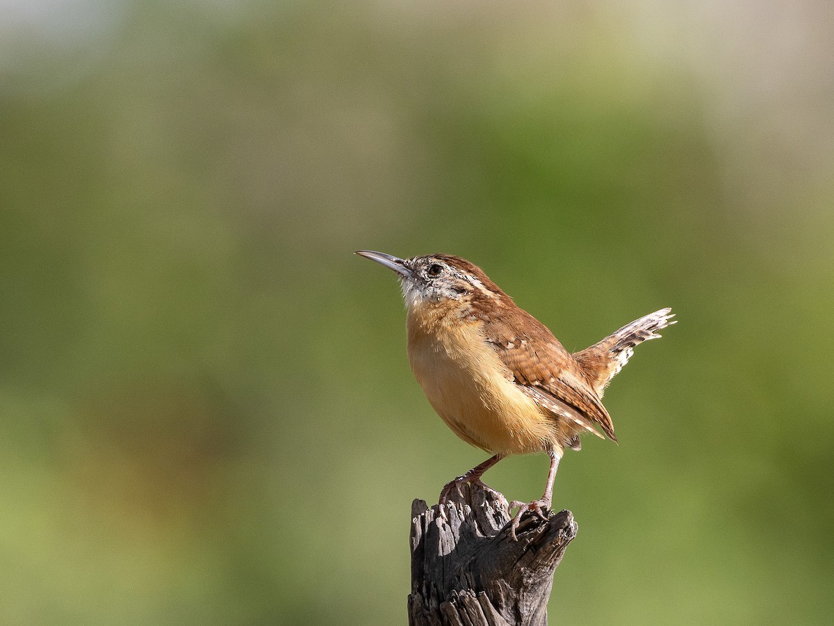 Carolina Wren - ML624000627