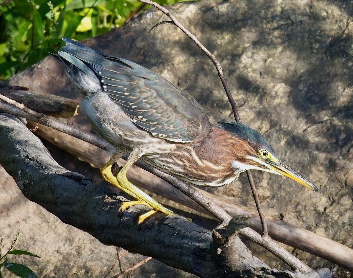 Green Heron - ML624000633