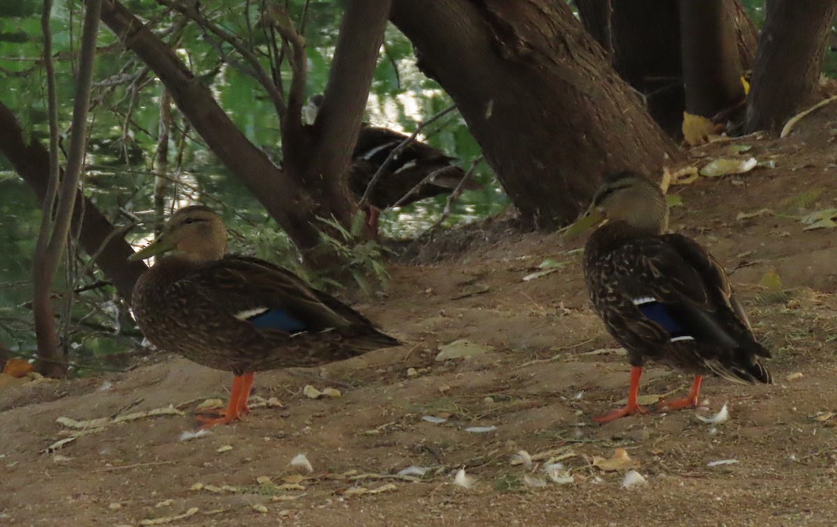 Mexican Duck - Mark Stevenson