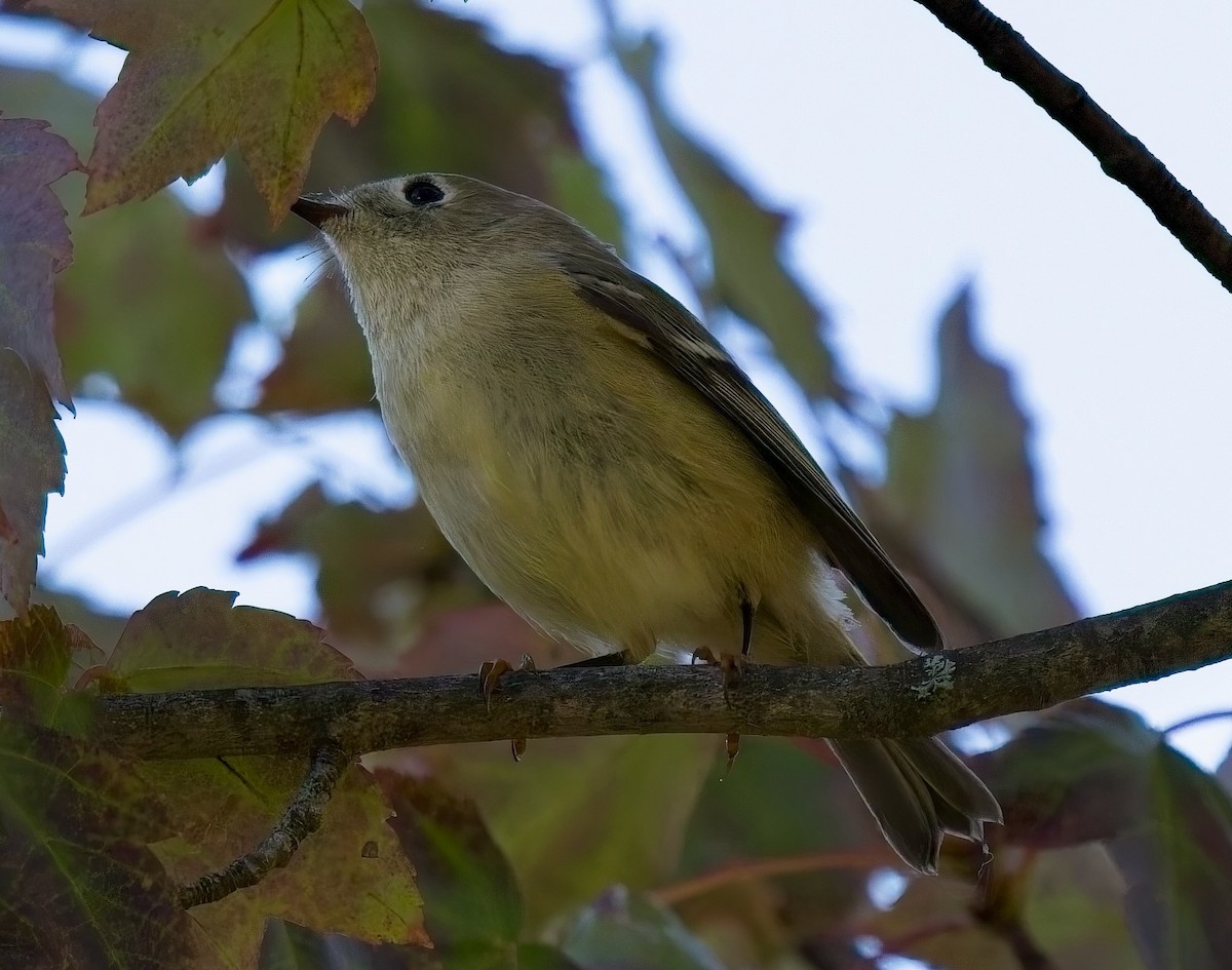 Ruby-crowned Kinglet - ML624000642