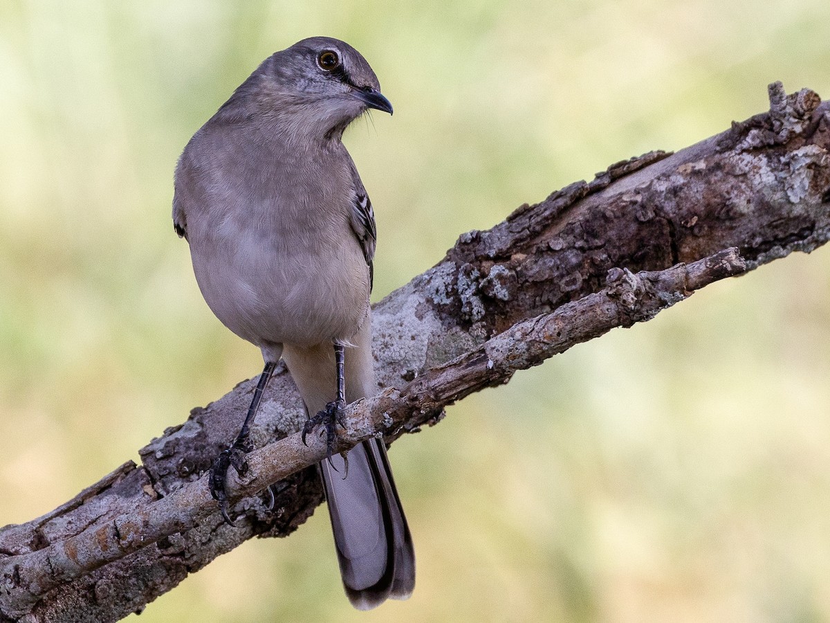 Northern Mockingbird - ML624000643