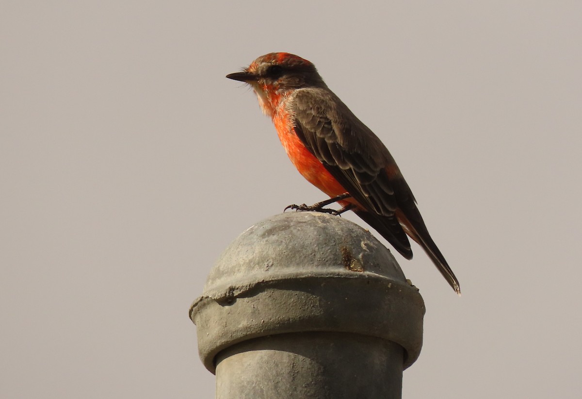 Vermilion Flycatcher - ML624000670