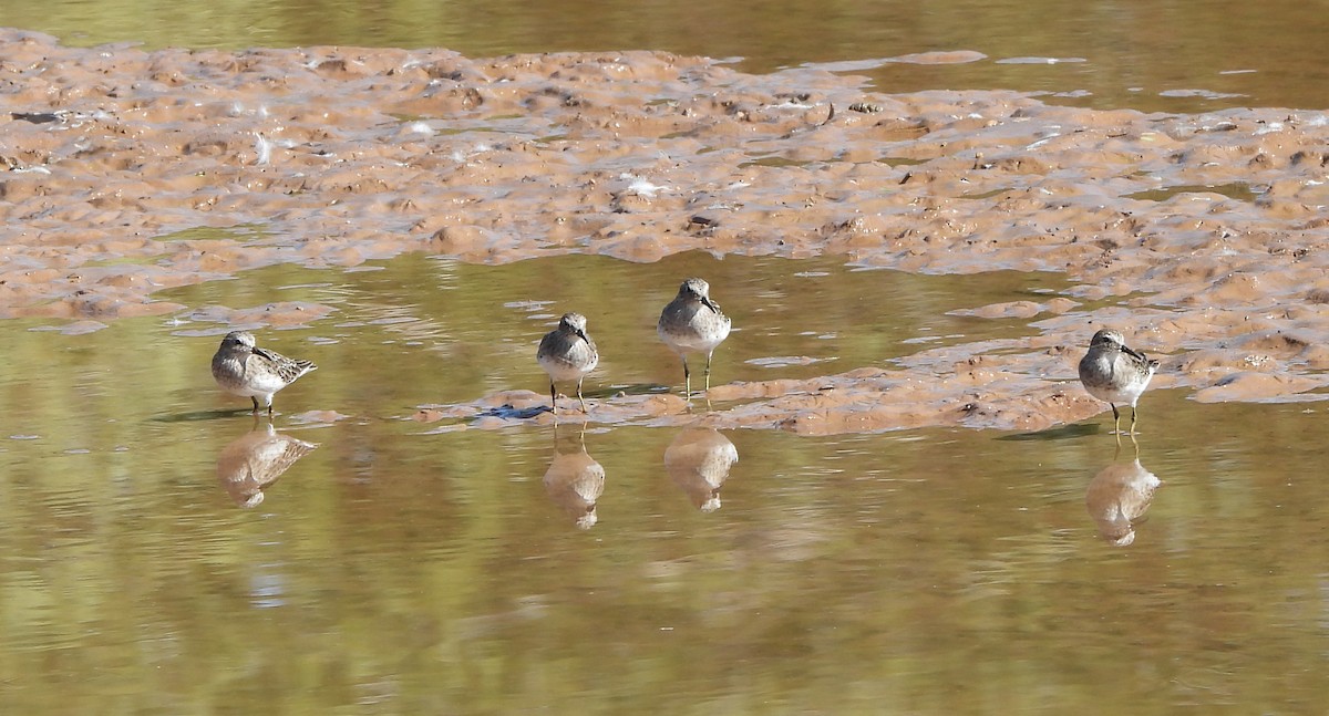 pygmésnipe - ML624000671