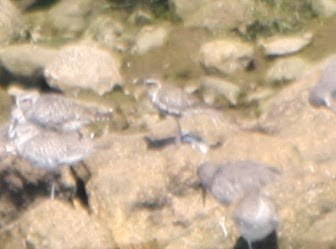 Pacific Golden-Plover - ML624000676