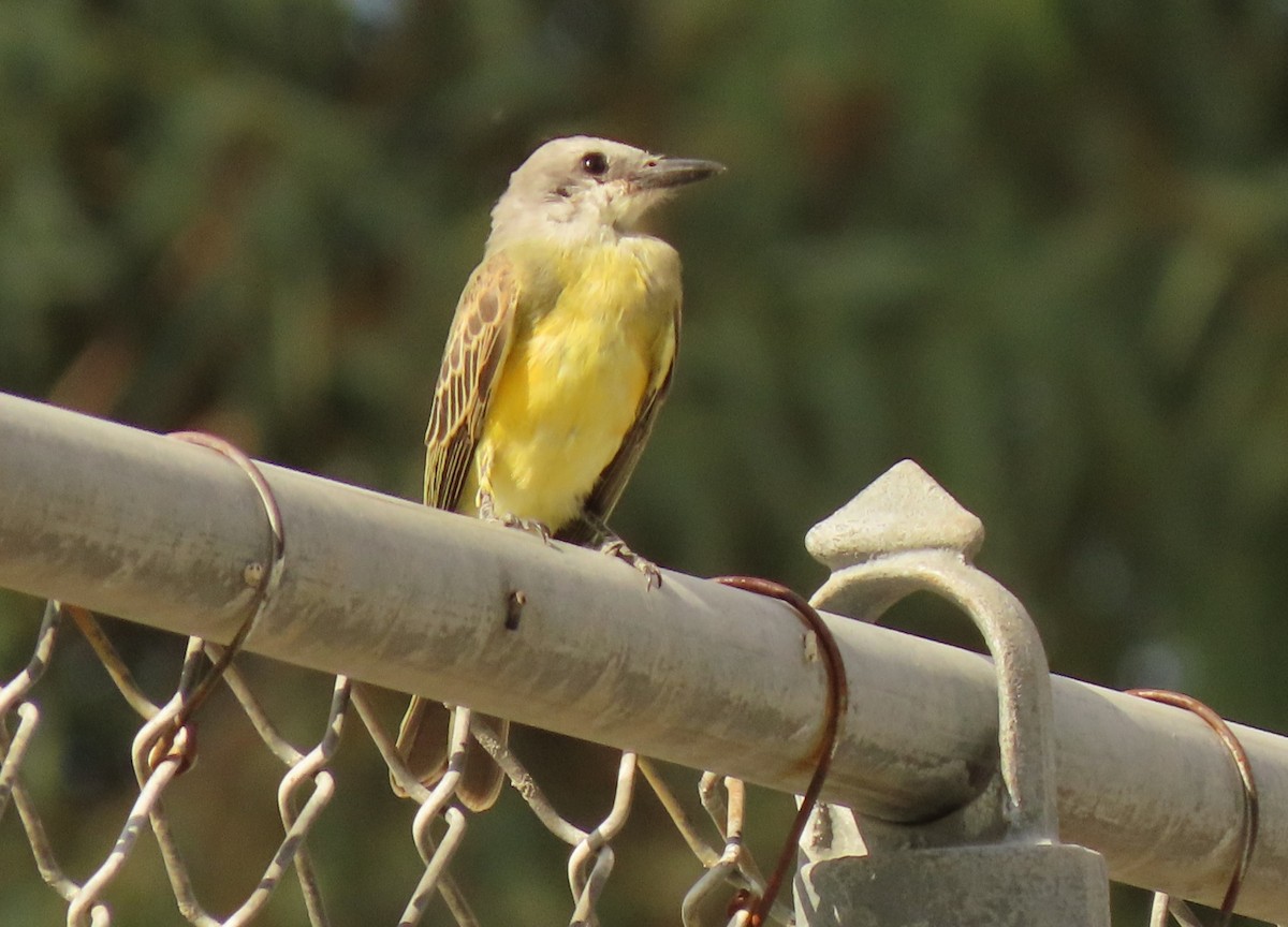 Tropical Kingbird - ML624000681