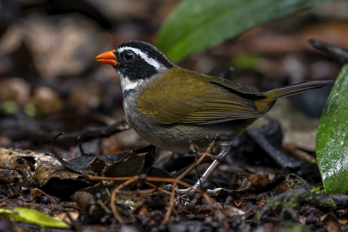 Orange-billed Sparrow (spectabilis) - ML624000682