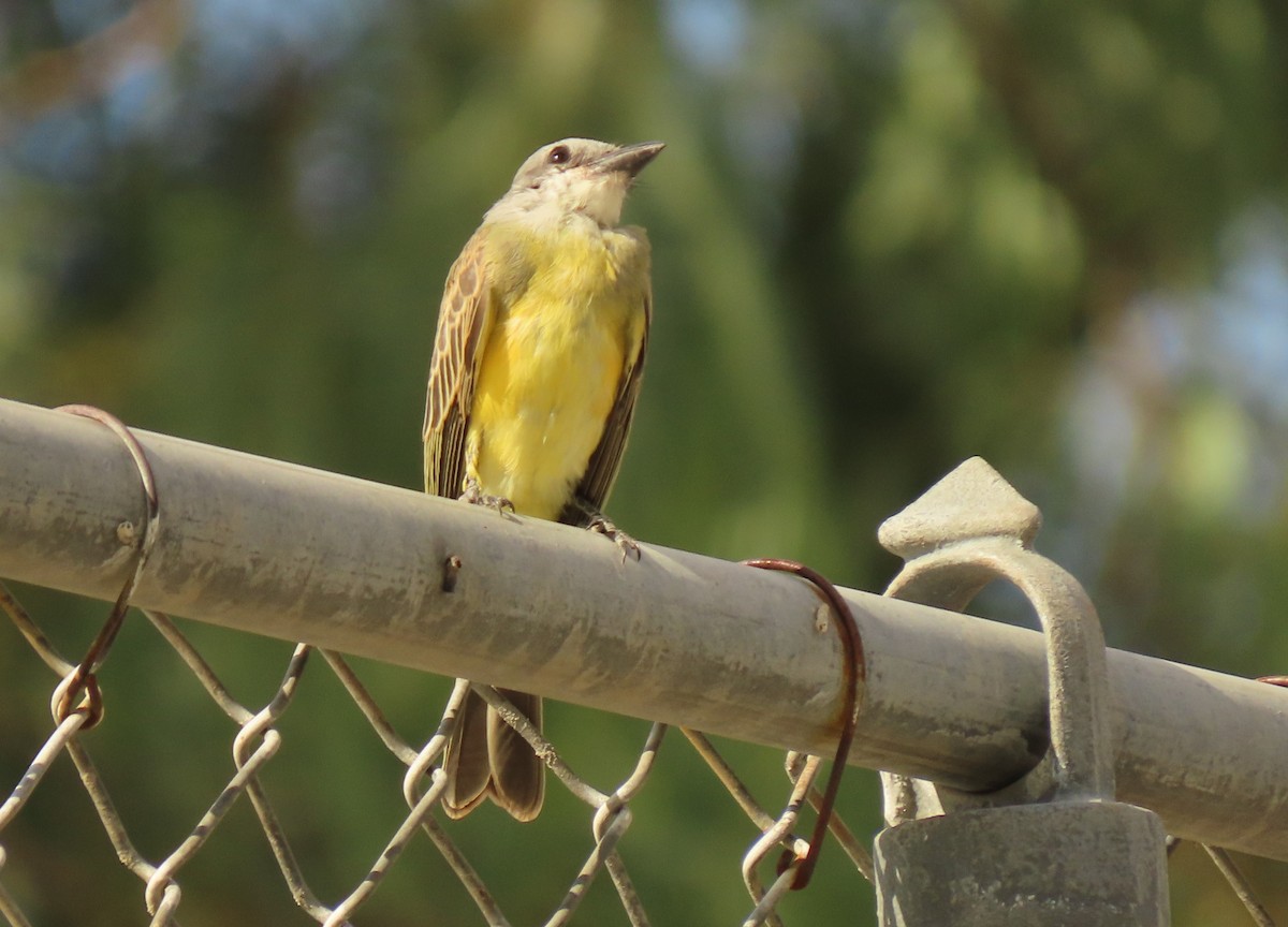 Tropical Kingbird - ML624000685