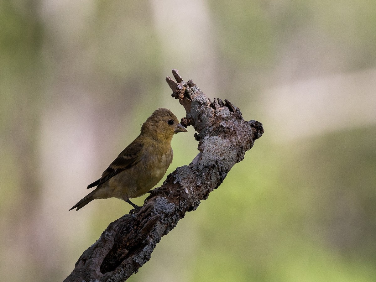 Lesser Goldfinch - ML624000688