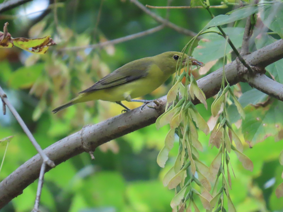 Scarlet Tanager - Susan Wright