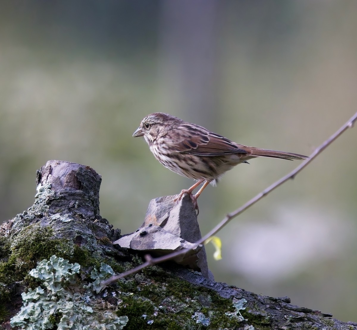 Song Sparrow - ML624000696