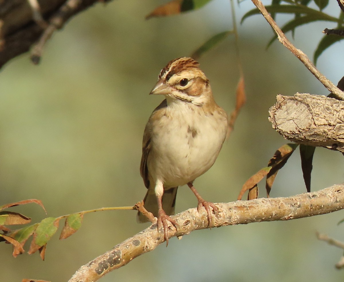 Lark Sparrow - ML624000697