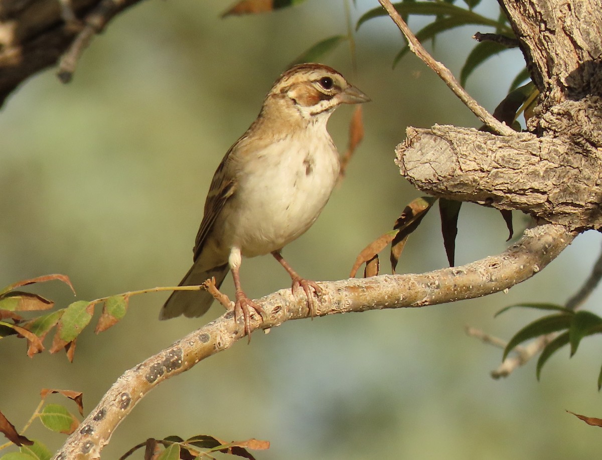 Lark Sparrow - ML624000706