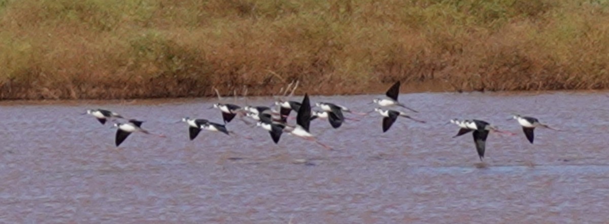 Black-necked Stilt - ML624000717