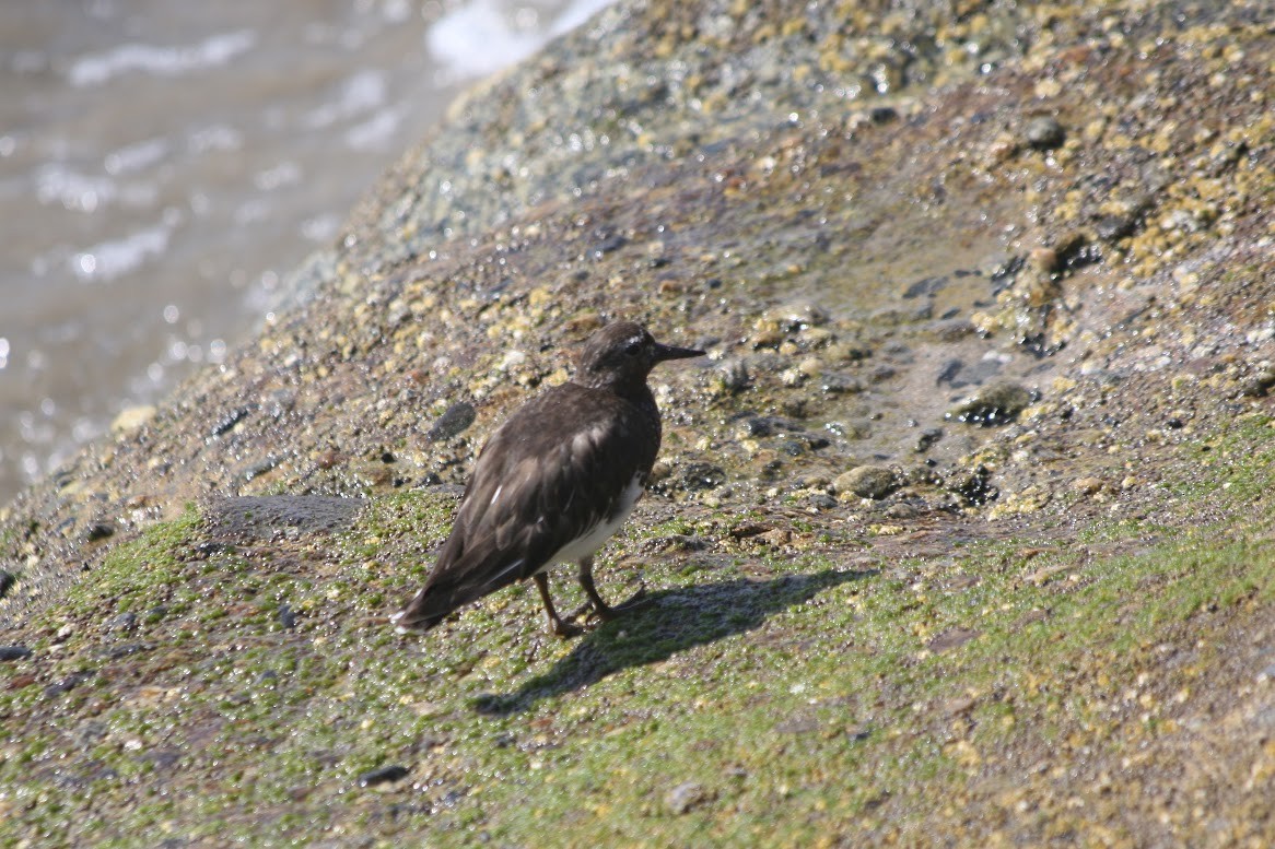 Black Turnstone - ML624000721