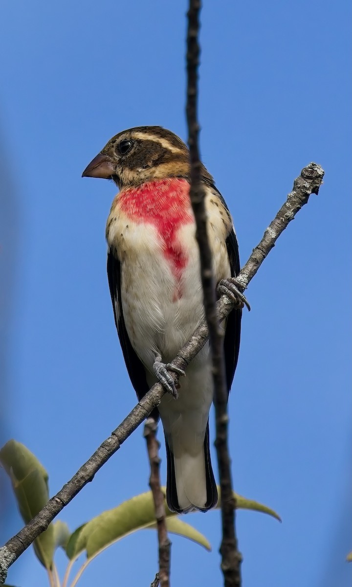 Rose-breasted Grosbeak - ML624000723