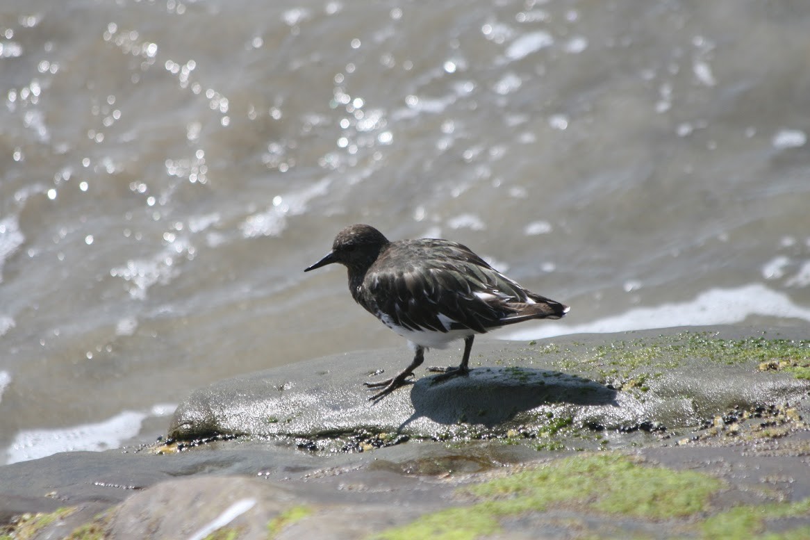 Black Turnstone - Henry Marschall