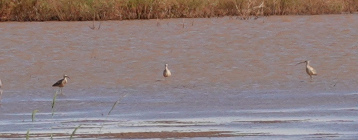 Long-billed Curlew - ML624000729