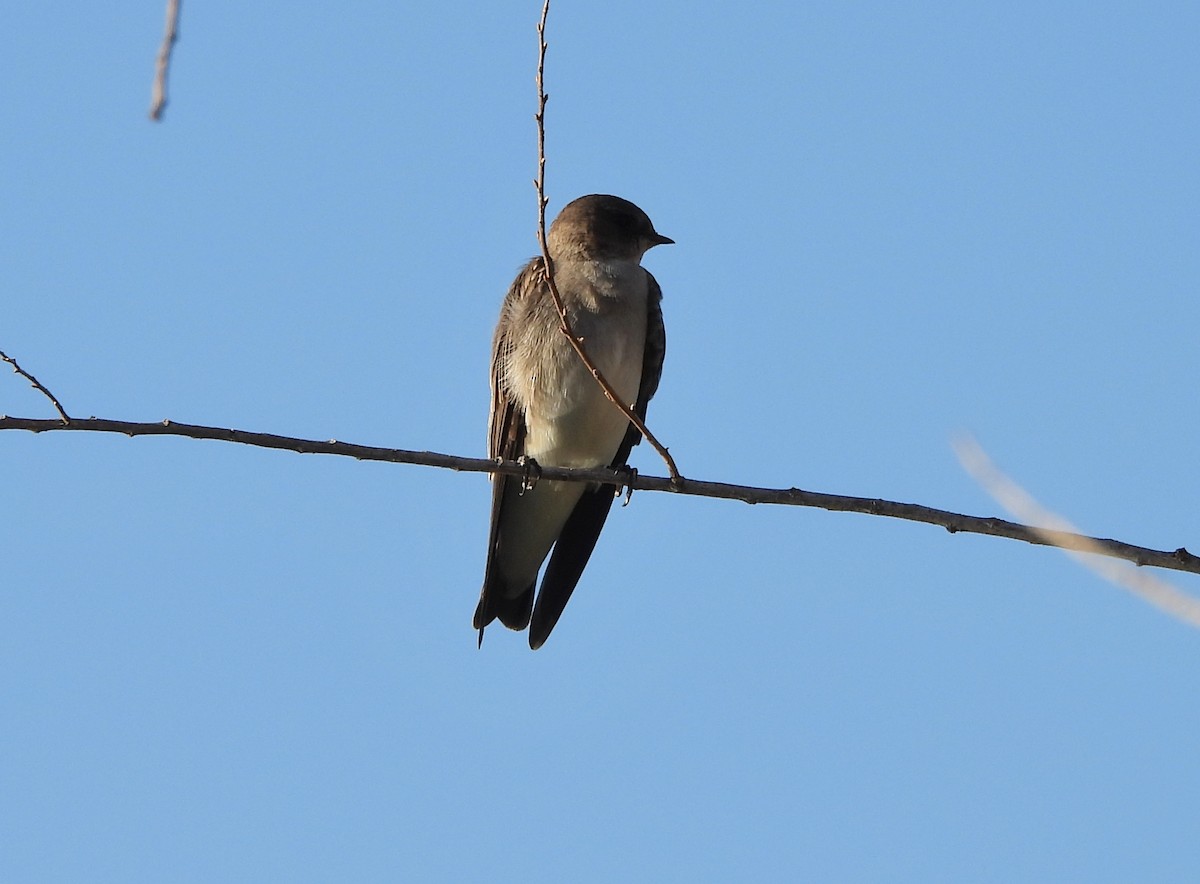 Northern Rough-winged Swallow - ML624000730