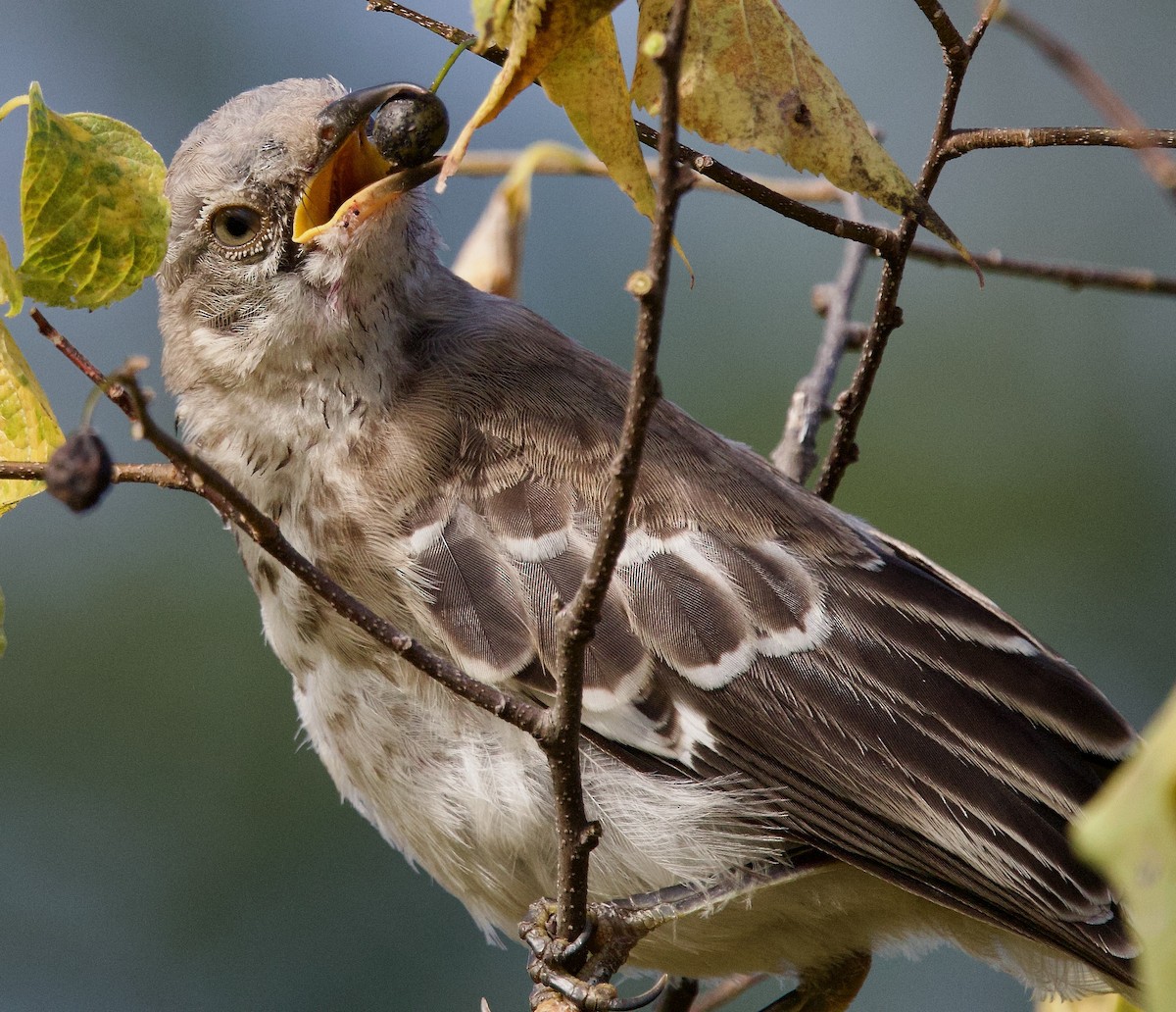 Northern Mockingbird - ML624000755