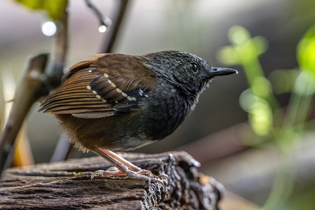 Zimmer's Antbird - ML624000757