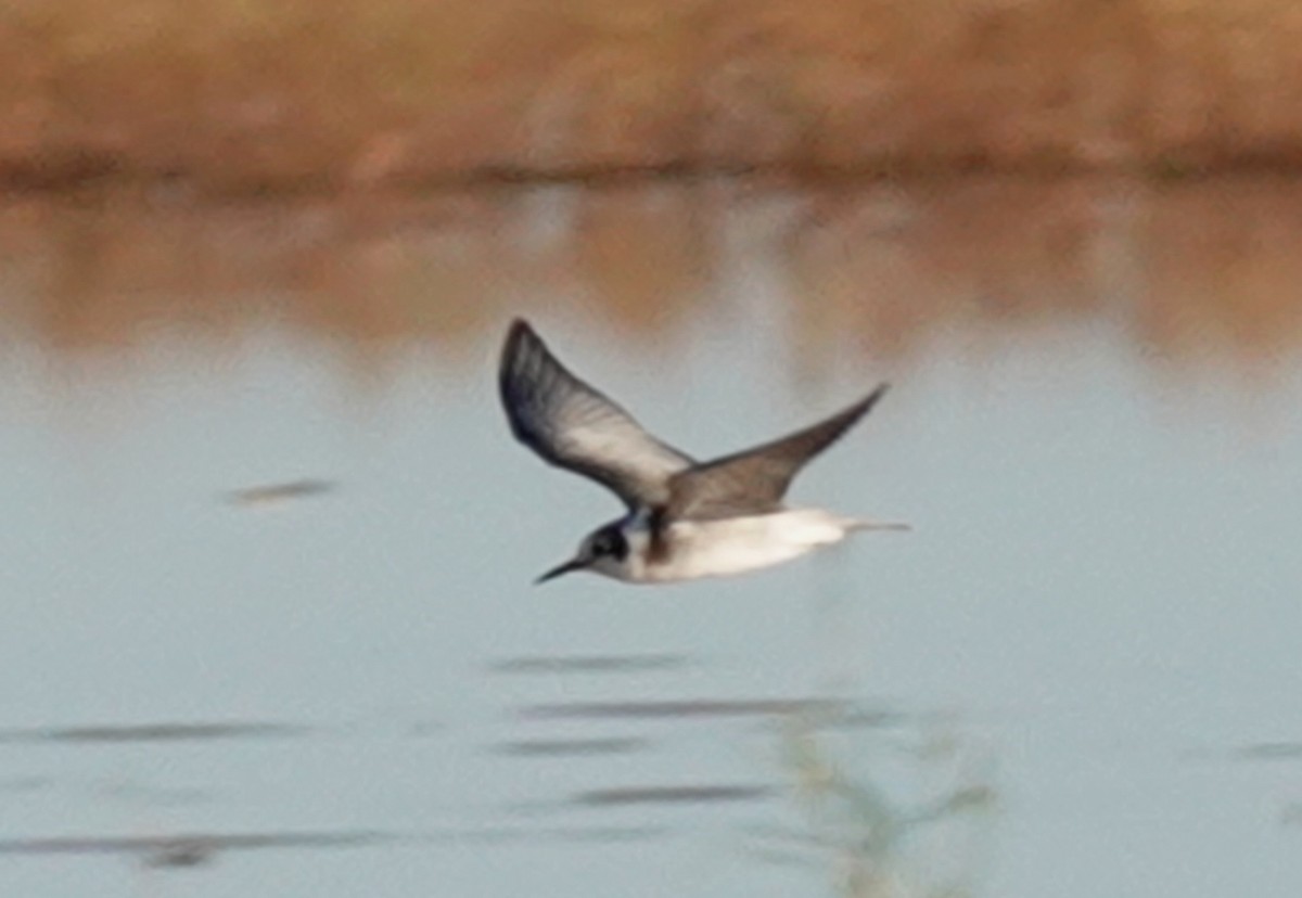 Black Tern - ML624000762