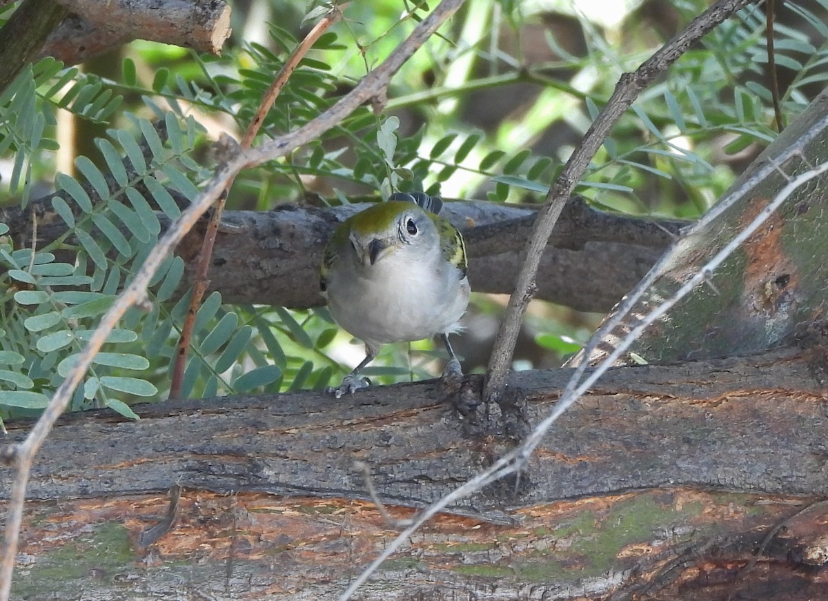 Chestnut-sided Warbler - Steve Hosmer